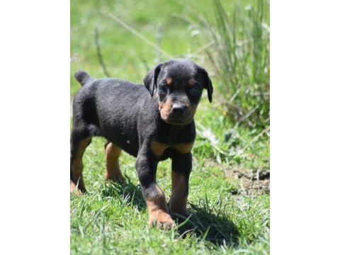 2 aylık taş doberman yavrularım