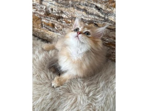 British longhair kedisi