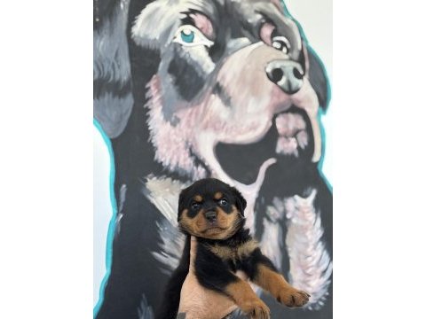 Son rottweiler yavrularım