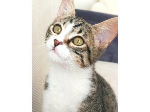 Dişi tekir kedimizi sahiplendirmek istiyoruz