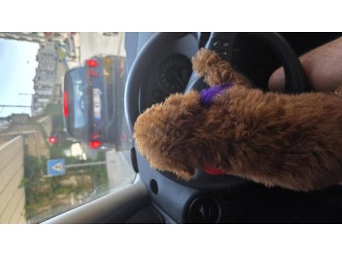 4 aylık dişi toy poodle