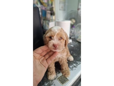 F1 maltipoo yavrularım yeni evini bekliyor