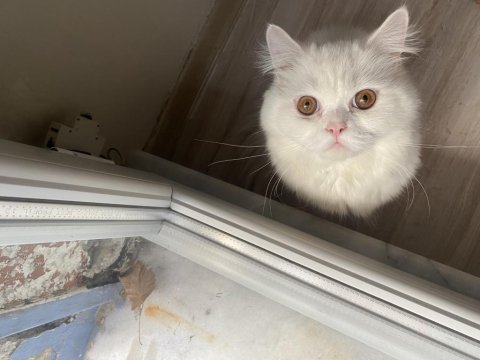 Ücretsiz british longhair sahiplendirme