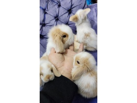 Orjinal hollanda teddy lop yavru tavşanlar