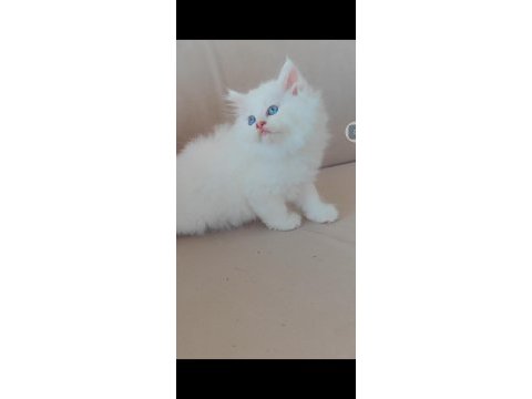 British longhair kedisi