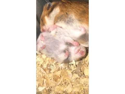 Sağlıklı yavru hamster