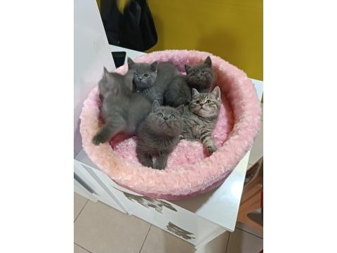 Biblo gibi british shorthair kediler