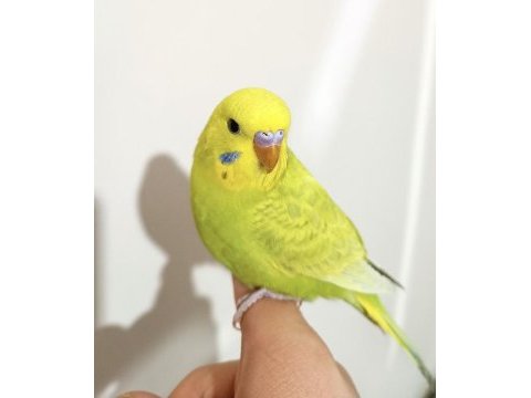 Bebek muhabbet kuşu