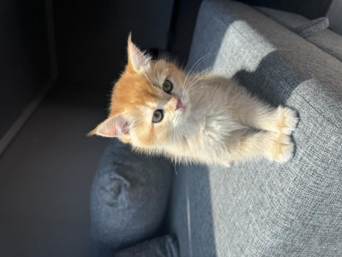 British golden shorthair