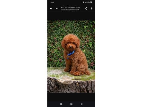 İnanilmaz rakamlara orjinal poodle yavrular