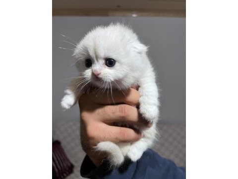 Scottish fold silver point yavrular