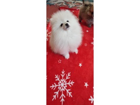 Pomeranian oyuncak yüz