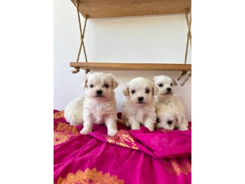 Maltese teriyer
