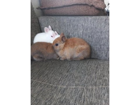 Hakiki safkan cüce tavşanlar