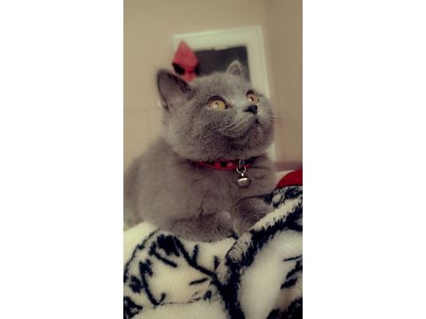 4 aylık british shorthair erkek