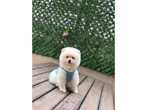 Muhteşem güzellikte pomeranian boo yavrular
