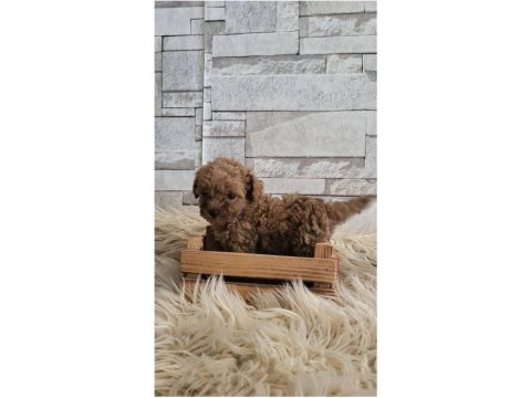 Sağlık ve ırk garantili poodle yavrularımız