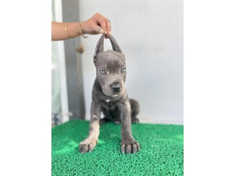 3 aylık cane corso yavrular