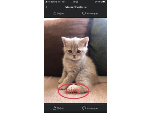 Güzel bebekler british longhair