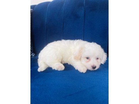 Terrier bebek köpekler