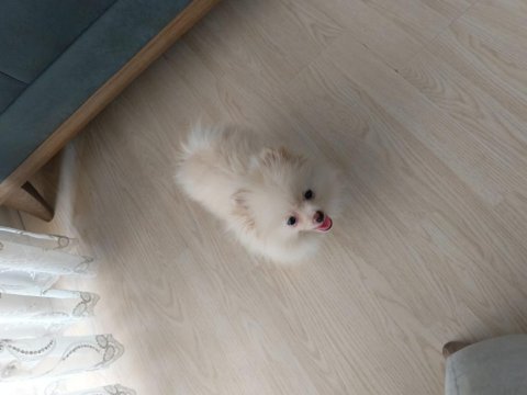 Pomeranian boo