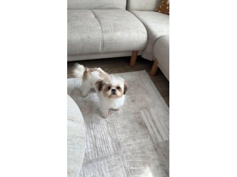 Erkek shih tzu 7 aylık