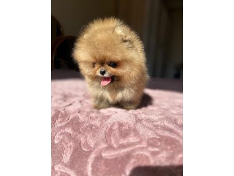 Mikro boy baby face küçük pomeranian ayıcık