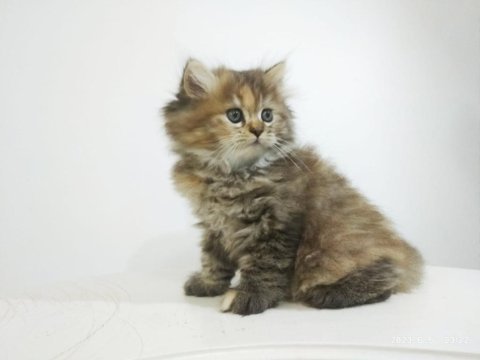 1 dişi ve 2 erkek british longhair yavrularımız uygun puana