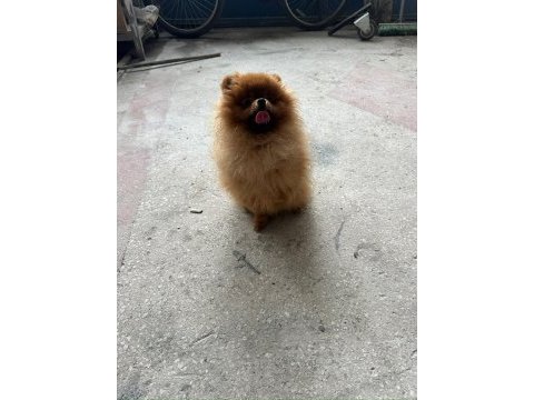 Pomeranian boo yetişkin erkek