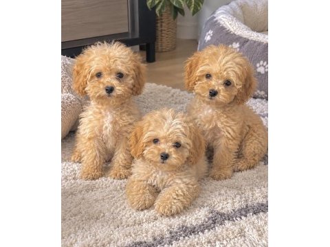 Poodle ayarında maltipoo miniklerim