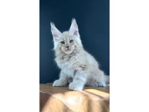 Üst kaliteli erkek maine coon