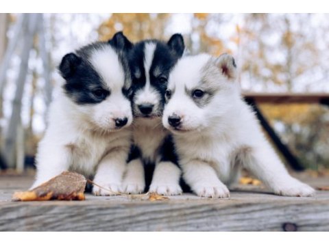 Anne altından yeni sütten kesilmiş safkan huskyler