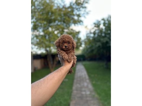 Sağlık ve ırk garantili toy poodle yavrularımız
