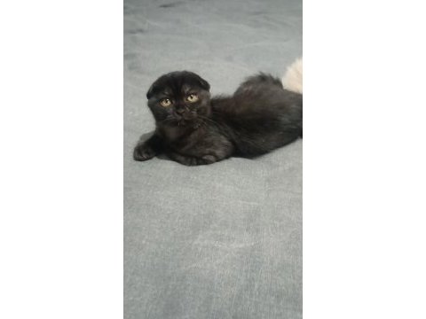 Aşırı cana yakın scottish fold