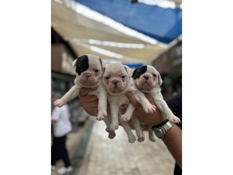 Korsan maskeli orjinal bulldog