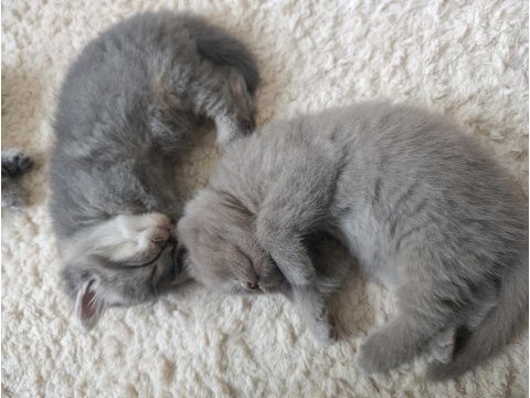 Yeni sütten kesilmiş bebek kediler teslime hazır