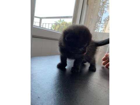 Scottish fold bebeğimiz