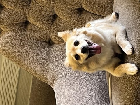 7 yaşında köpeğimiz