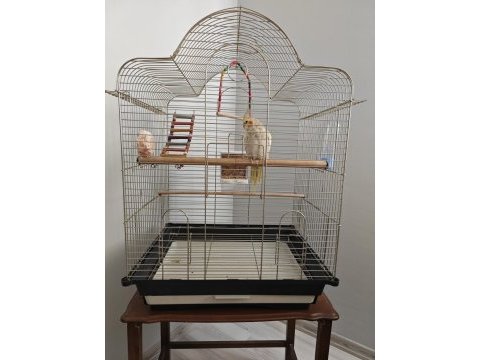 7 aylık erkek pearl sultan papağanı kafesiyle birlik