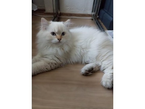 Full secereli british longhair