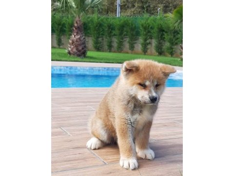 Japon akita ınu yavrulari istanbul 