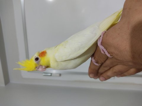Full evcil bebek sultan papağanı