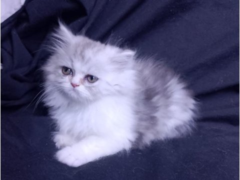 3 aylık tuvalet eğitimli persian yavru