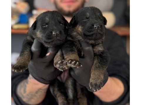 Kaliteli alman kurdu bebeklerimiz için acele edin