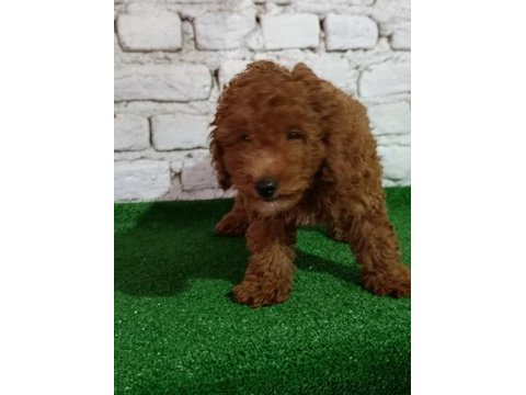 Toy poodle köpeği