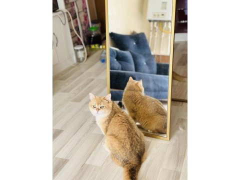 Birbirinden sevimli scottish fold yavrular