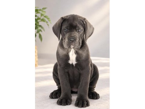 Heybetli ırk garantili cane corso yavrular