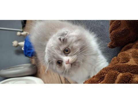 Bicolor dişi 3 aylık scottish fold