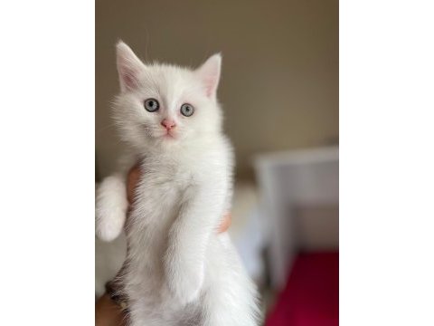 Scottish fold ve british yavrularımız