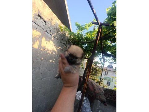 Pomeranian bebekler